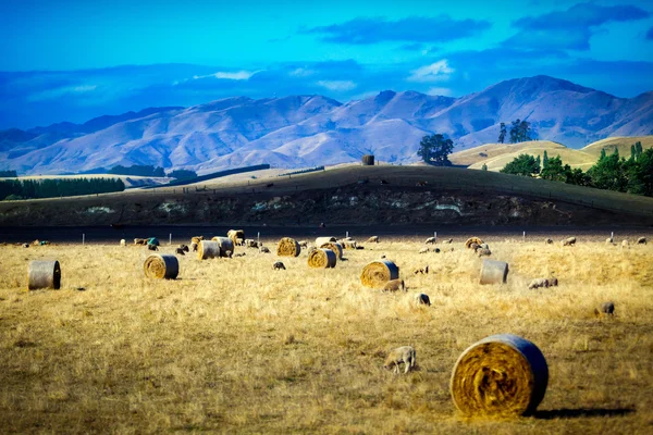 Schafe und Heuballen auf einer Wiese in Neuseeland — Stockfoto