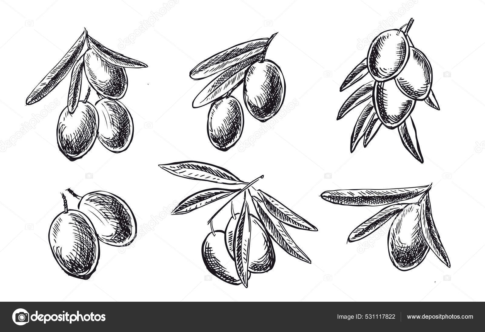 Olives Branch Hand Drawn Vector Illustrations Stock Vector by