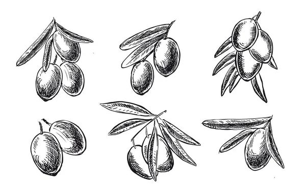 Olivy Větvi Kreslené Ručně Vektorové Ilustrace — Stockový vektor