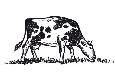 İnekler çim çiğner, el çizimi çizimler.