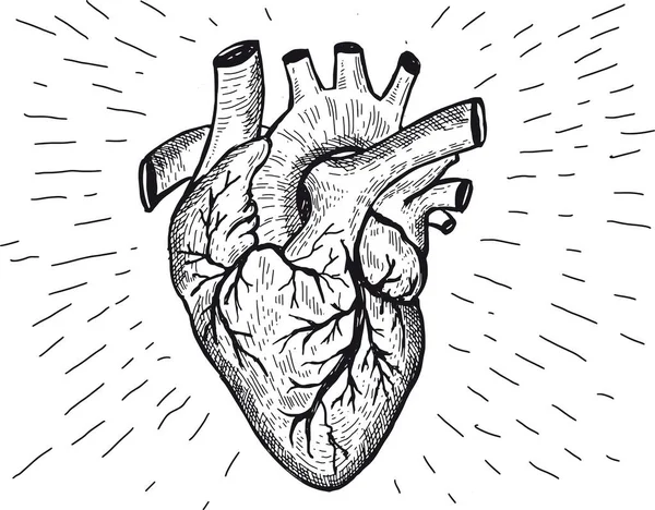 Szív Anatómia Kézzel Rajzolt Illusztrációk — Stock Vector