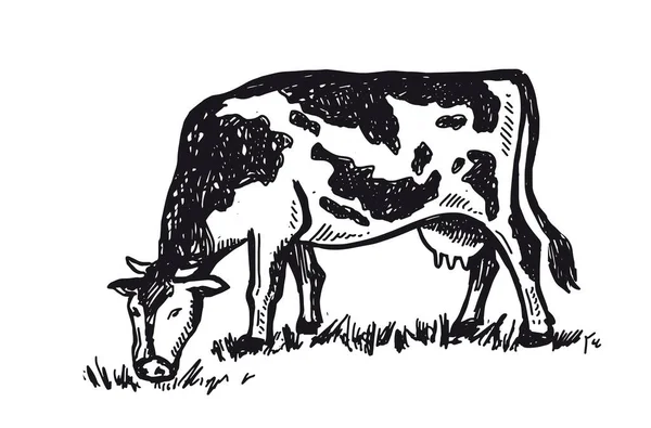 Lehmät Pureskella Ruohoa Käsin Piirretty Kuvat — vektorikuva