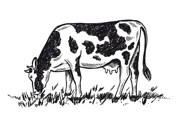 Las Vacas Mastican Hierba Ilustraciones Dibujadas Mano — Archivo Imágenes Vectoriales