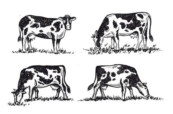 Las Vacas Mastican Hierba Ilustraciones Dibujadas Mano — Archivo Imágenes Vectoriales