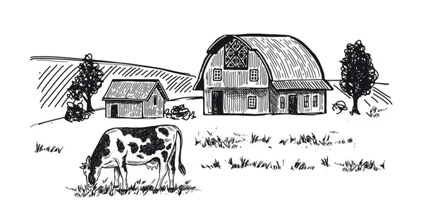 Vacas Mastigar Grama Ilustrações Desenhadas Mão Exploração Leiteira Vetor —  Vetores de Stock