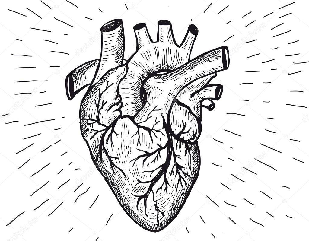 Heart anatomy hand drawn illustrations.