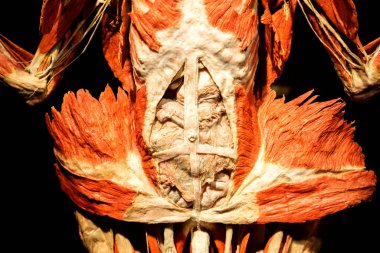 Rusya, Moskova, 31 Mayıs 2021: İnsan Anatomisi Sergisi Yazan Gunther von Hagens. Anatomi uzmanı, plastinasyon denen biyolojik doku örneklerini koruma tekniğini icat etti..