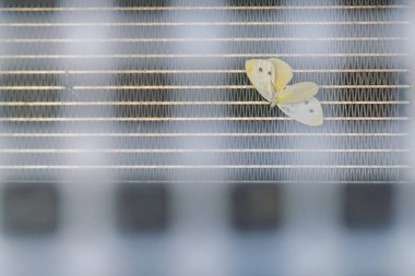 Kelebek kaza yaptı ve radyatörün ızgarasına sıkıştı..