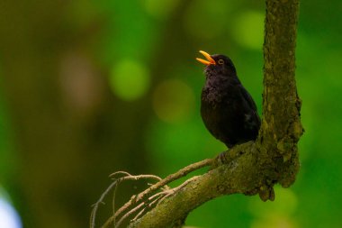 Karatavuk ya da Turdus Merula bahçedeki yeşil ağaç yapraklarında dinlenir. Sarı göz halkası ve gagası olan erkek kuş.