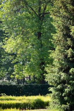 Yaşlı ladin, köknar ve çam ağaçlarından oluşan parktaki sağlıklı yeşil ağaçlar.