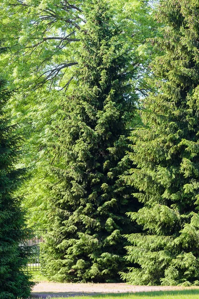 Gesunde Grüne Bäume Einem Park Aus Alten Fichten Tannen Und — Stockfoto