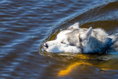 Malamute alaska köpeği nehirde yüzüyor.