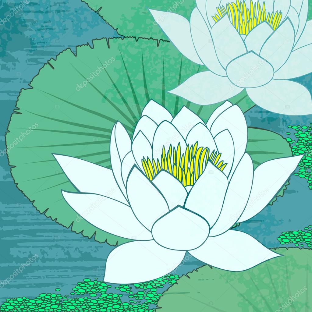 Water lily, flowers on the water.
