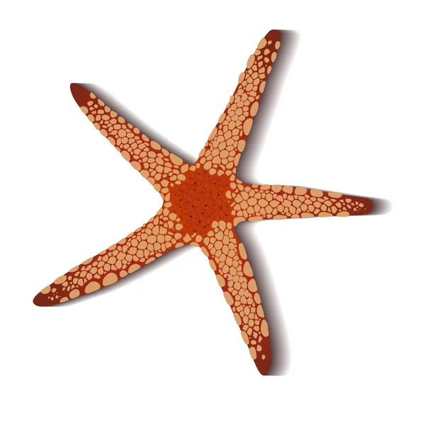 Estrella de mar. — Archivo Imágenes Vectoriales