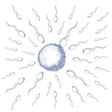 Illustration of egg and sperm clipart