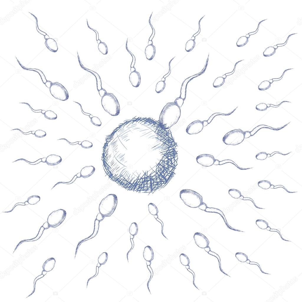 Illustration of egg and sperm