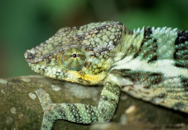Madagaskar
