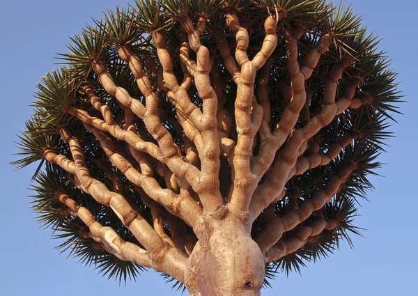 Socotra-iémen — Fotografia de Stock