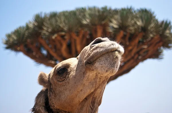 Socotra-Yemen