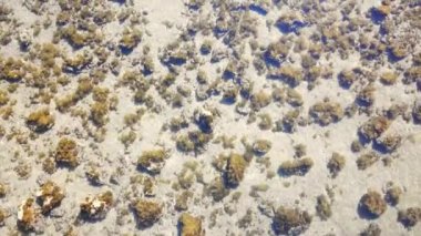 Healthy sea weed growing on rocky reef in shallow clear sea water, temperate climate, aerial shot, top down
