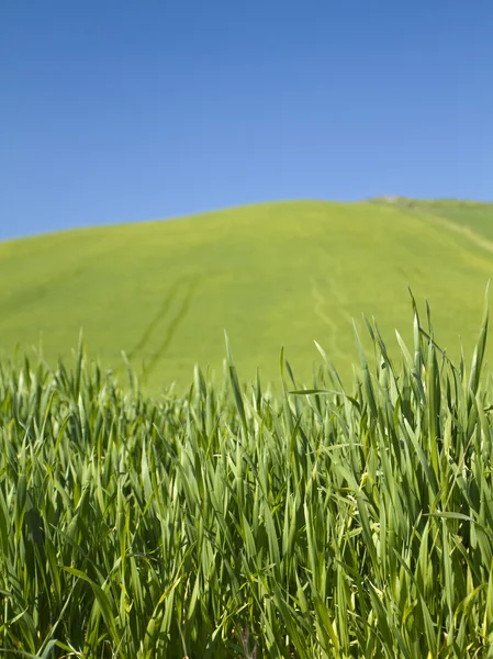 Blu gökyüzü ve umbra, Toskana bölgesindeki kırsal yeşil — Stok fotoğraf
