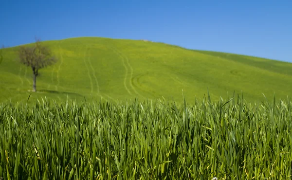 Blu gökyüzü ve umbra, Toskana bölgesindeki kırsal yeşil — Stok fotoğraf