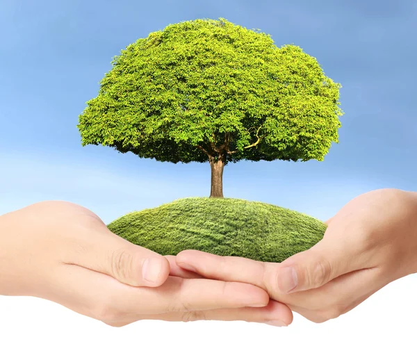 Sosteniendo árbol verde en la mano — Foto de Stock