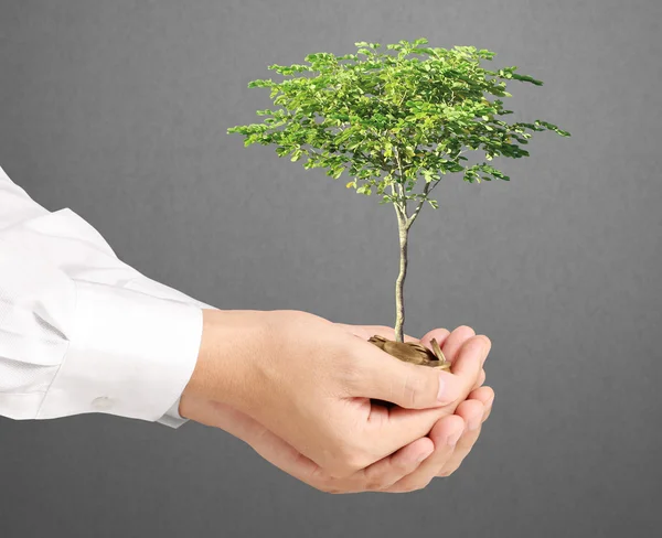 Usinessman houden plant kiemen van handjevol munten — Stockfoto