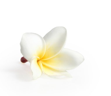 Frangipani çiçekler