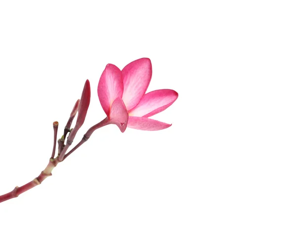 Frangipani blommor — Stockfoto