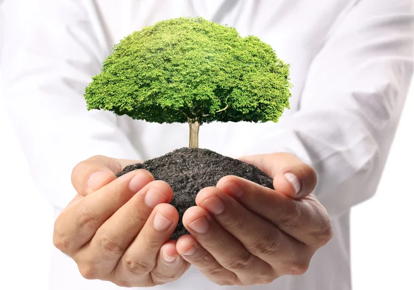 Segurando a árvore verde na mão — Fotografia de Stock