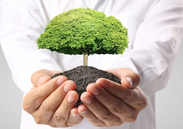 Sosteniendo árbol verde en la mano —  Fotos de Stock