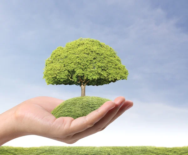 Gröna träd i hand — Stockfoto