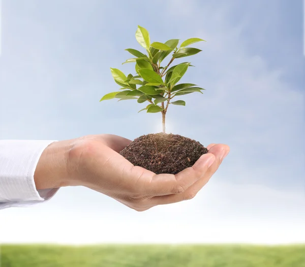 Groene plant in de hand — Stockfoto