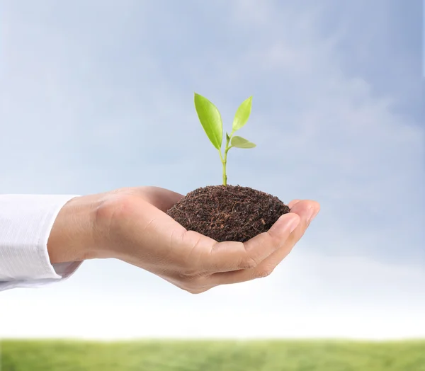 Grüne Pflanze in der Hand — Stockfoto