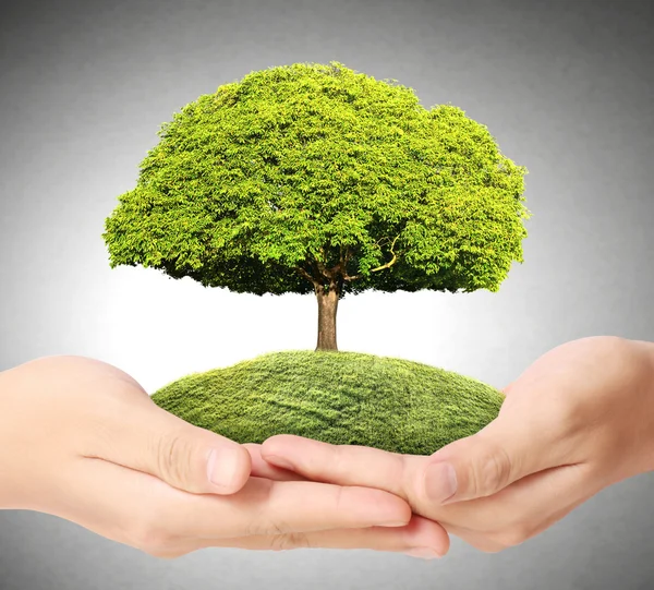 Gröna träd i hand — Stockfoto