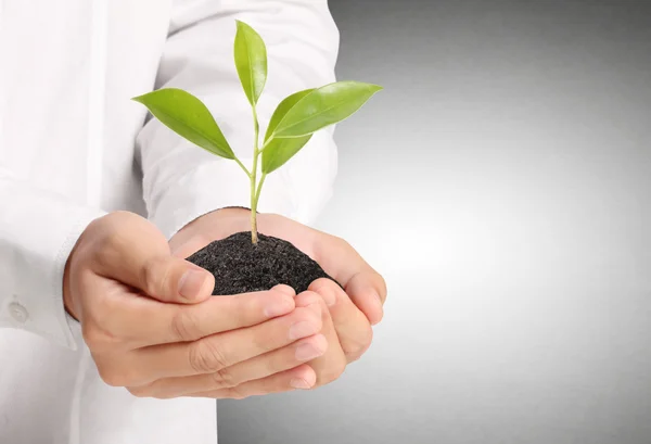 Planta verde en la mano —  Fotos de Stock