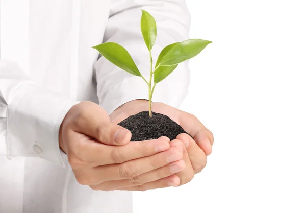 Green plant in hand Stock Picture