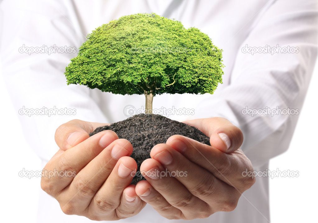 holding green tree in hand
