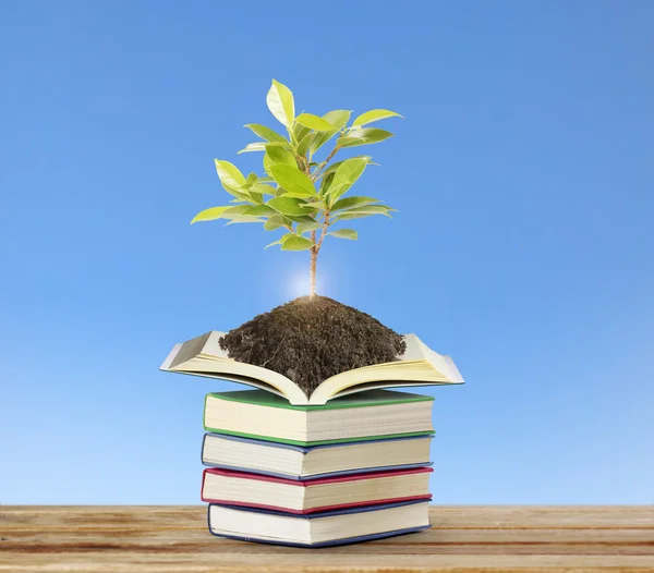 Bücher mit Pflanzen — Stockfoto