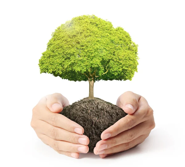 Groene boom houden in de hand — Stockfoto