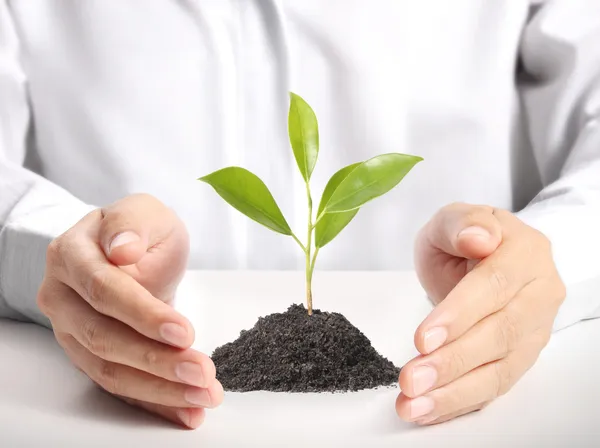 Planta verde na mão — Fotografia de Stock