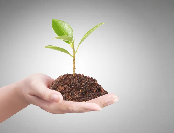 Businessman holding plant — Stock Photo, Image