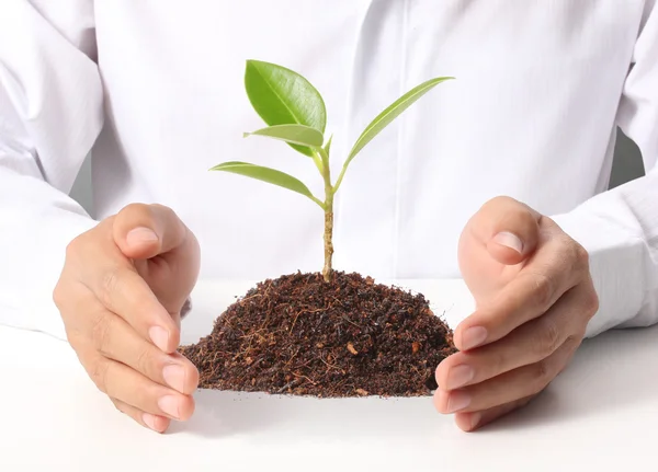 Businessman holding plant — Stock Photo, Image