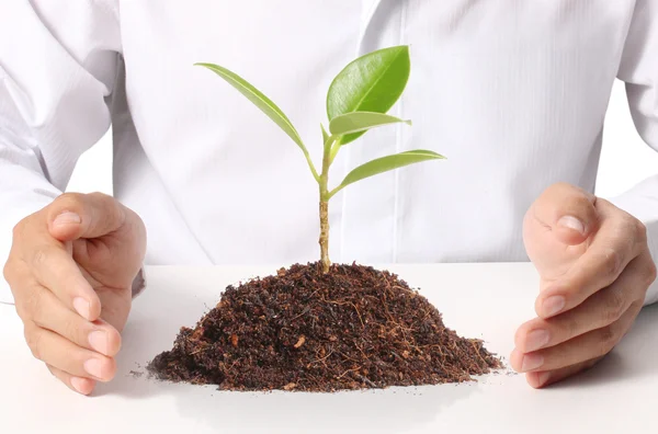 Businessman holding plant — Stock Photo, Image