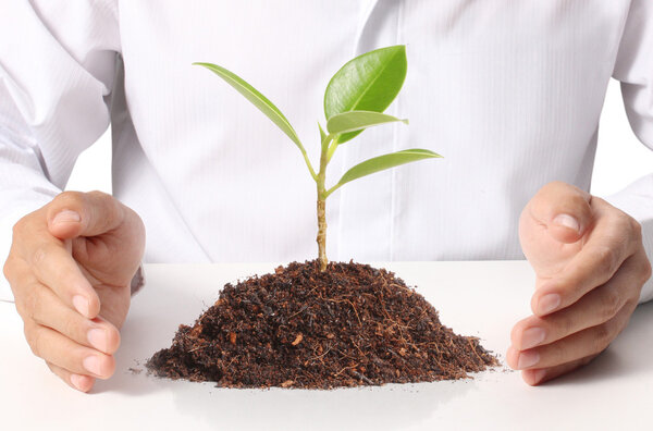 Businessman holding plant 