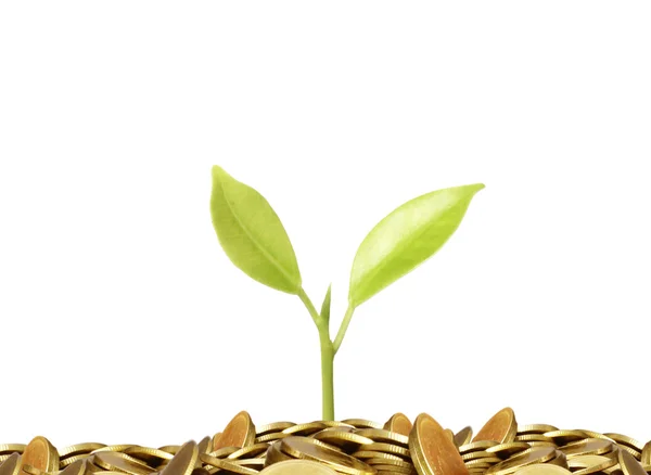 Plant on gold coins and graph them — Stock Photo, Image