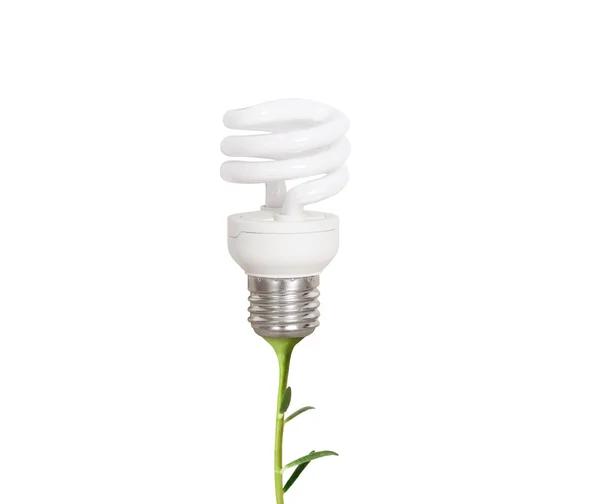 Energibesparande glödlampa — Stockfoto