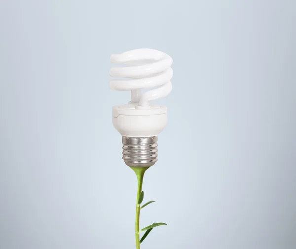 Energiesparlampen — Stockfoto