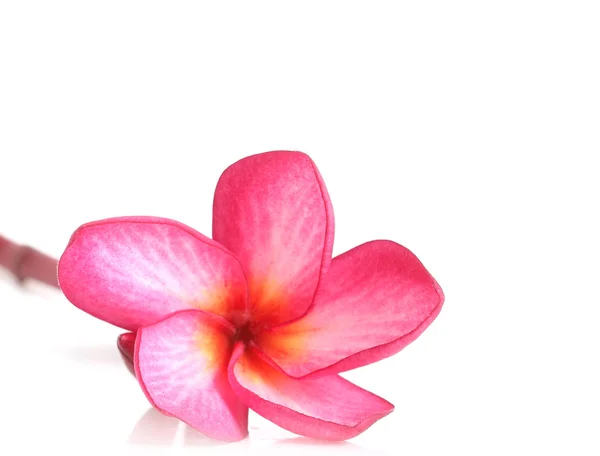 Çiçek açan plumeria (frangipani) — Stok fotoğraf